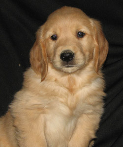Front page pup